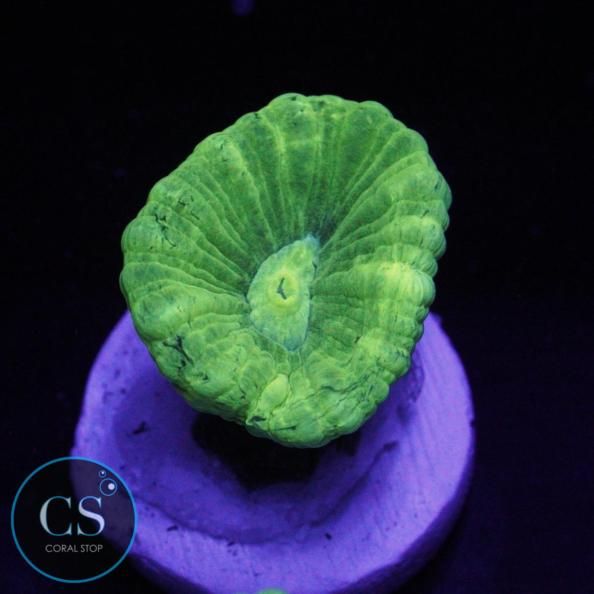 KRYPTONITE CANDY CANE