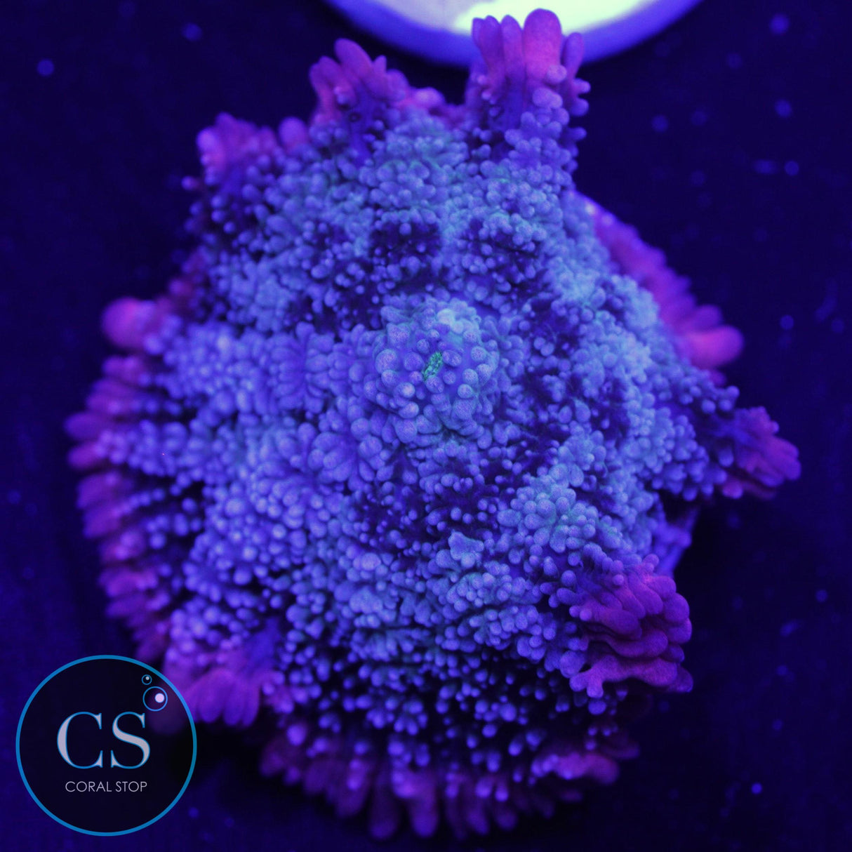 FRANKENSTEIN BOUNCE WILD MUSHROOM