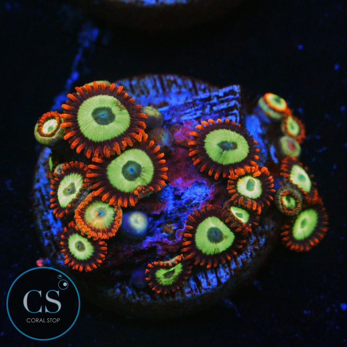 EMERALD ON FIRE ZOA