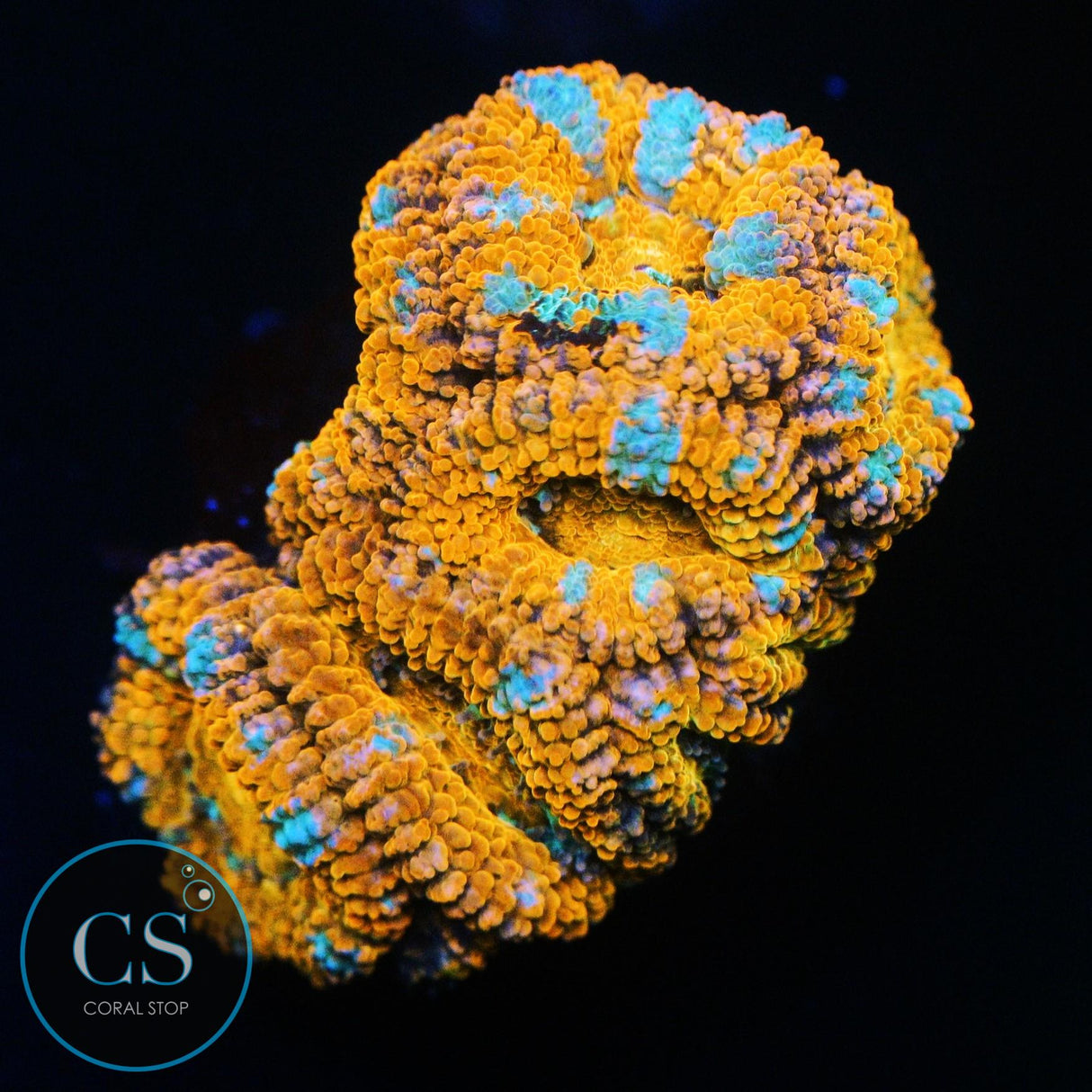 RAINBOW ACAN