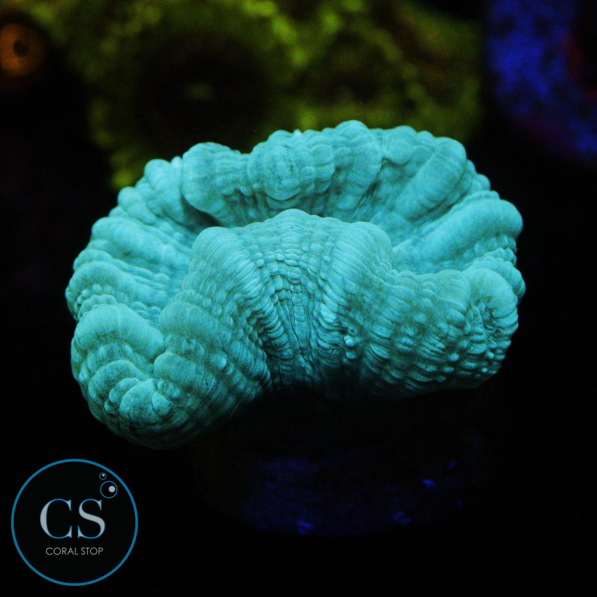 TEAL CANDY CANE