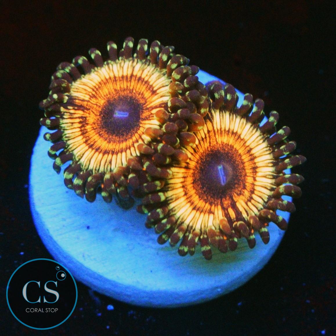 VAMPIRE SLAYER ZOA