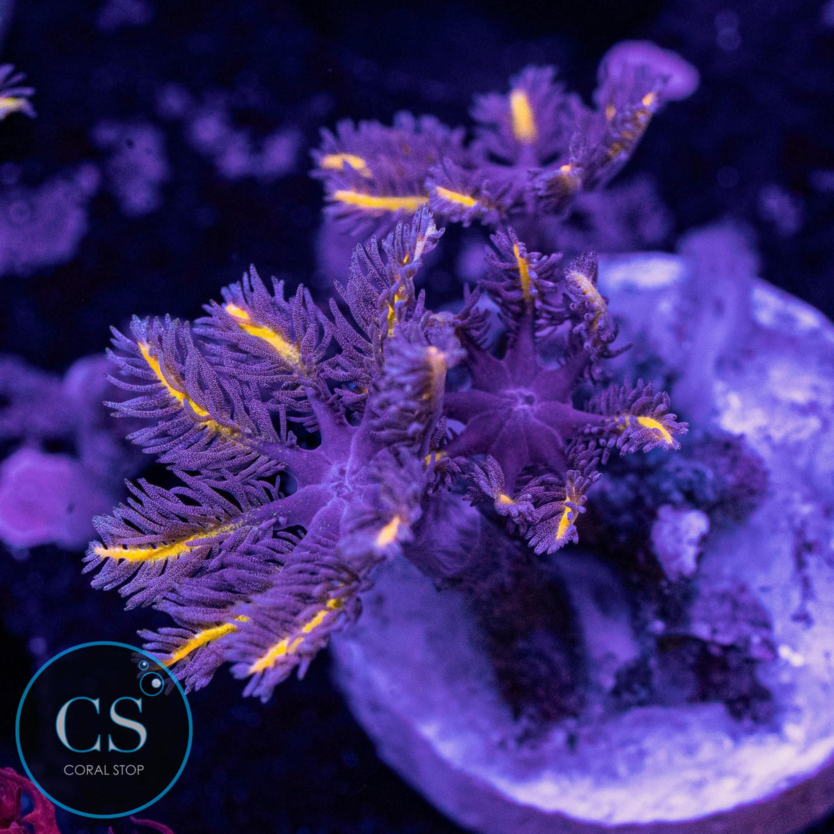 Gold Clove Polyps