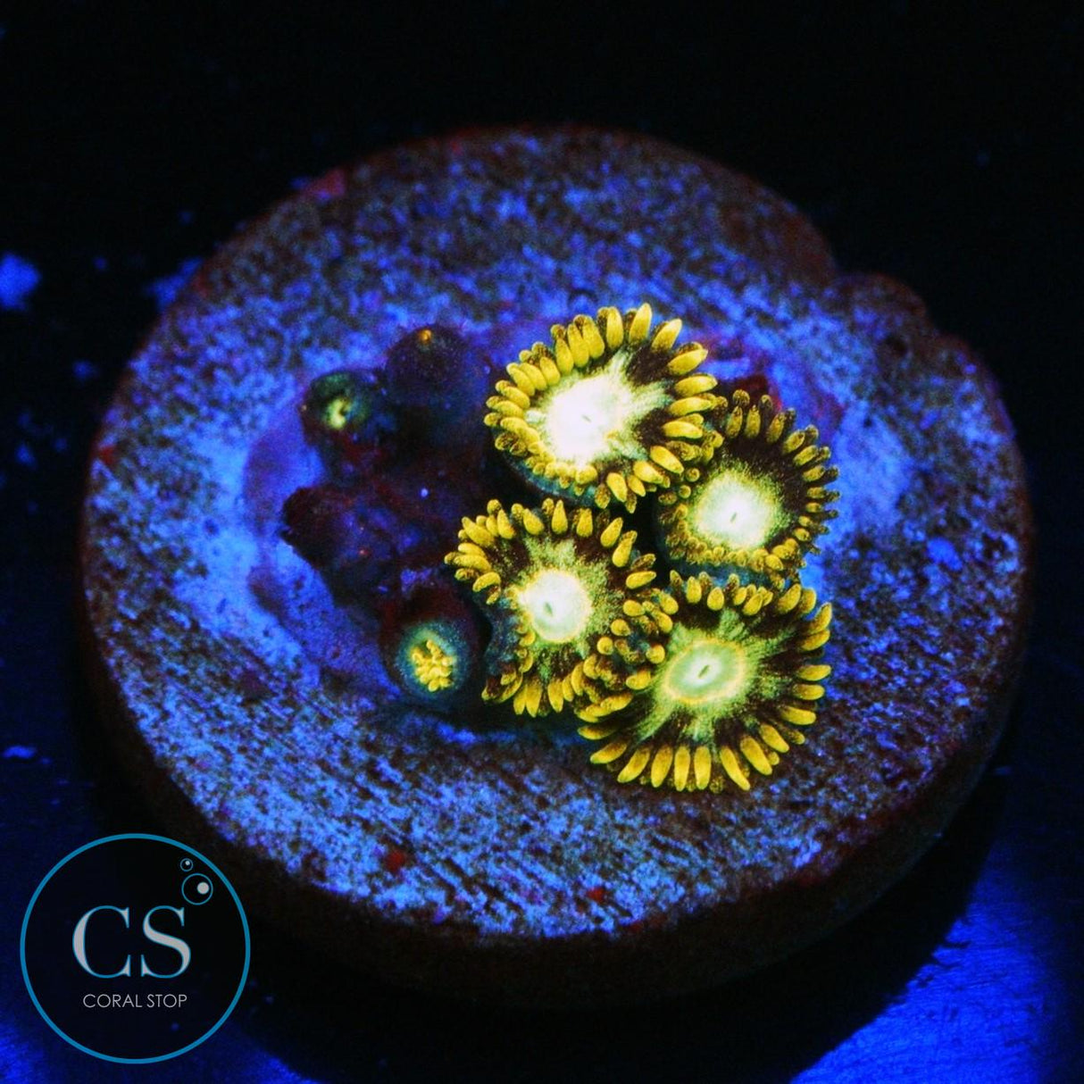 MURDER HORNET ZOA