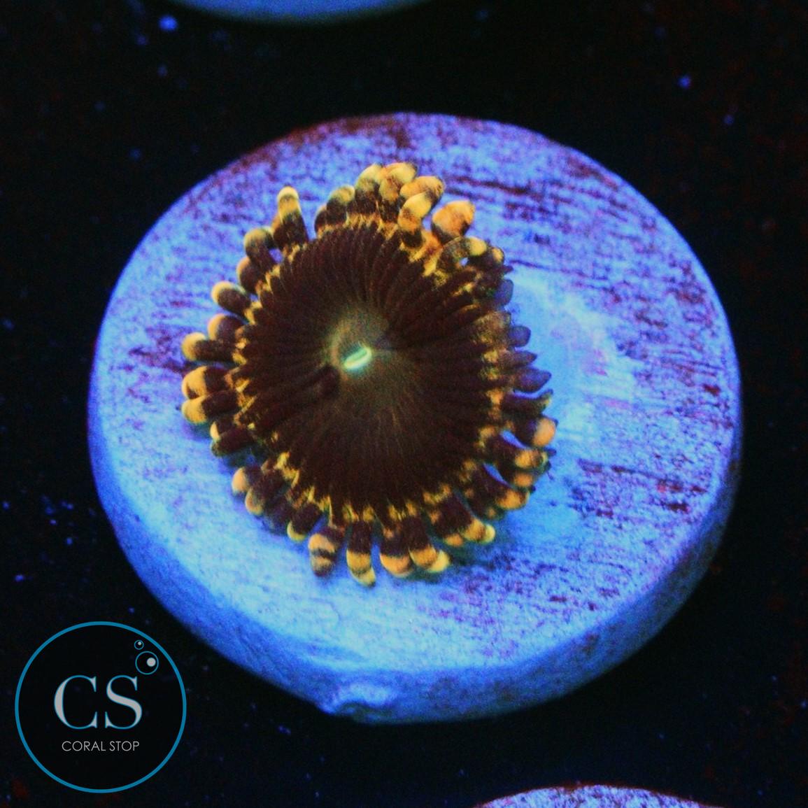 SOUL SUCKER ZOA