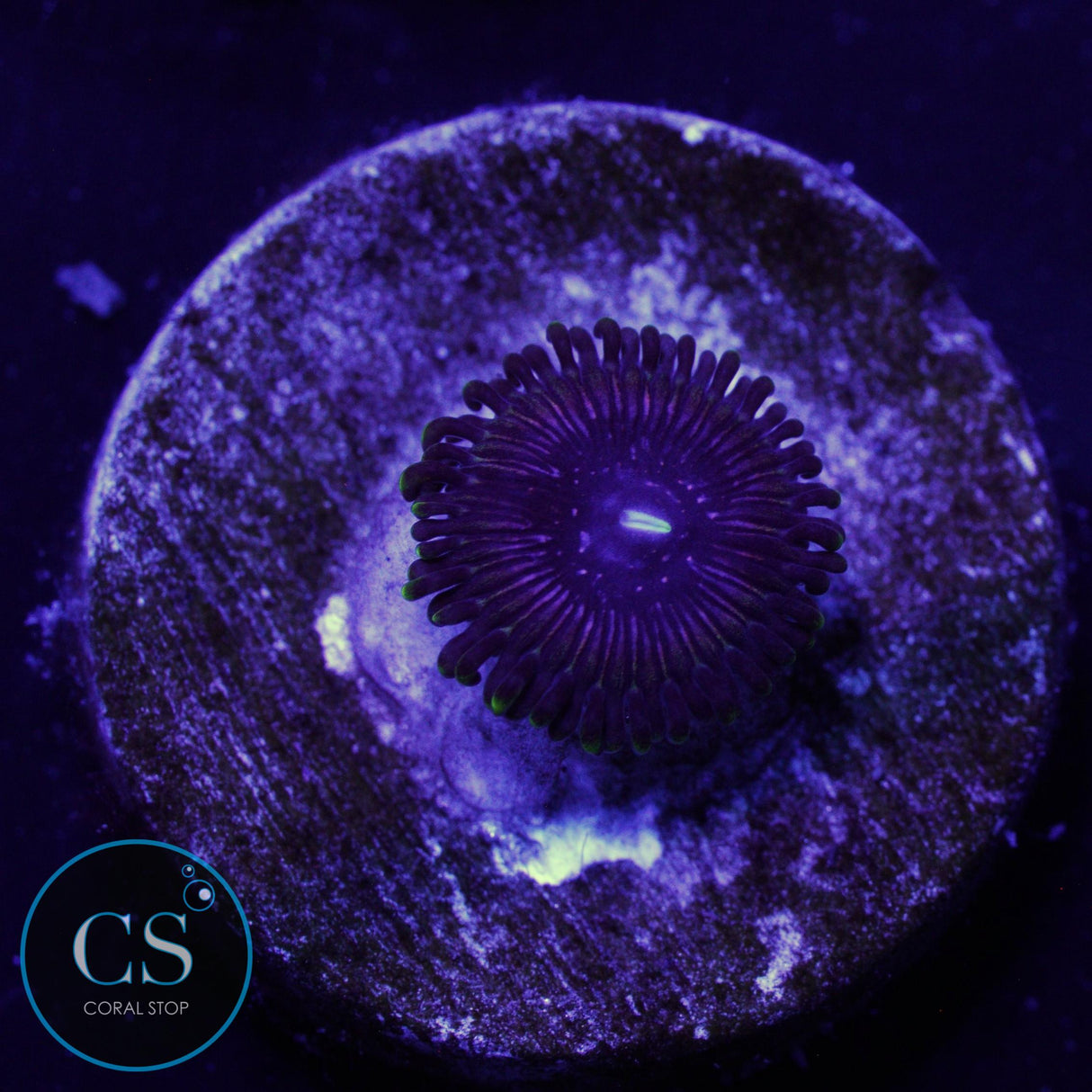 GB PRINCESS STRAT ZOA