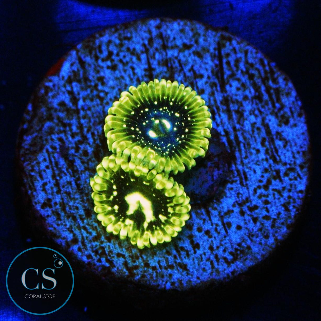 EXOSPHERE ZOA