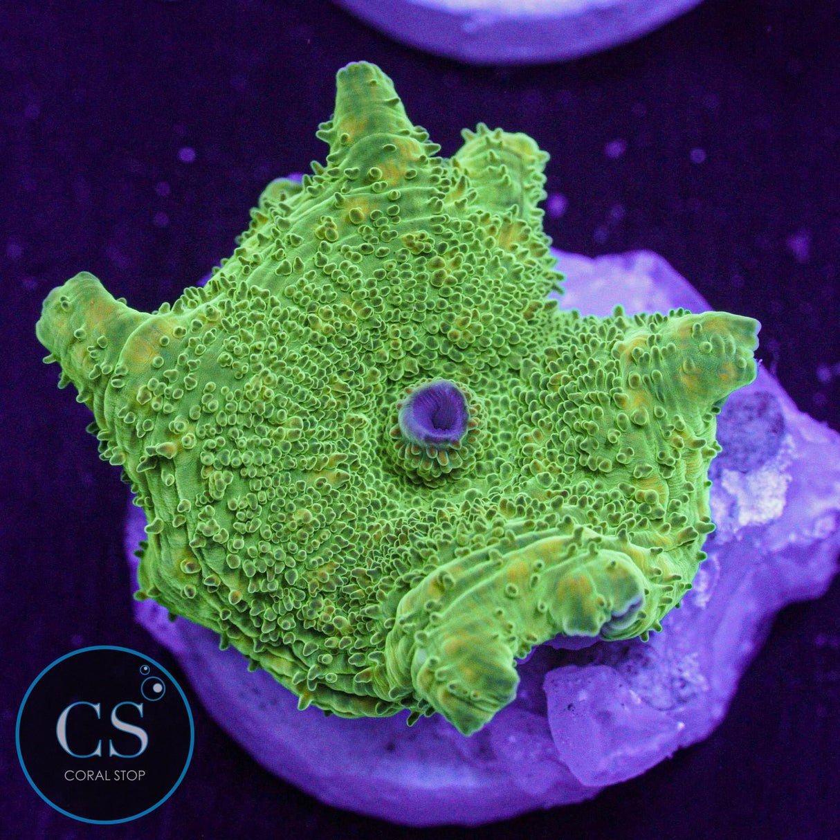 Ultra Green Disco Mushroom