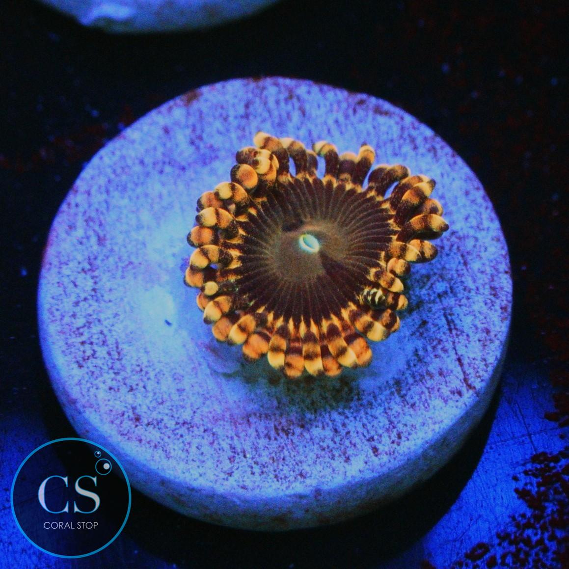 SOUL SUCKER ZOA