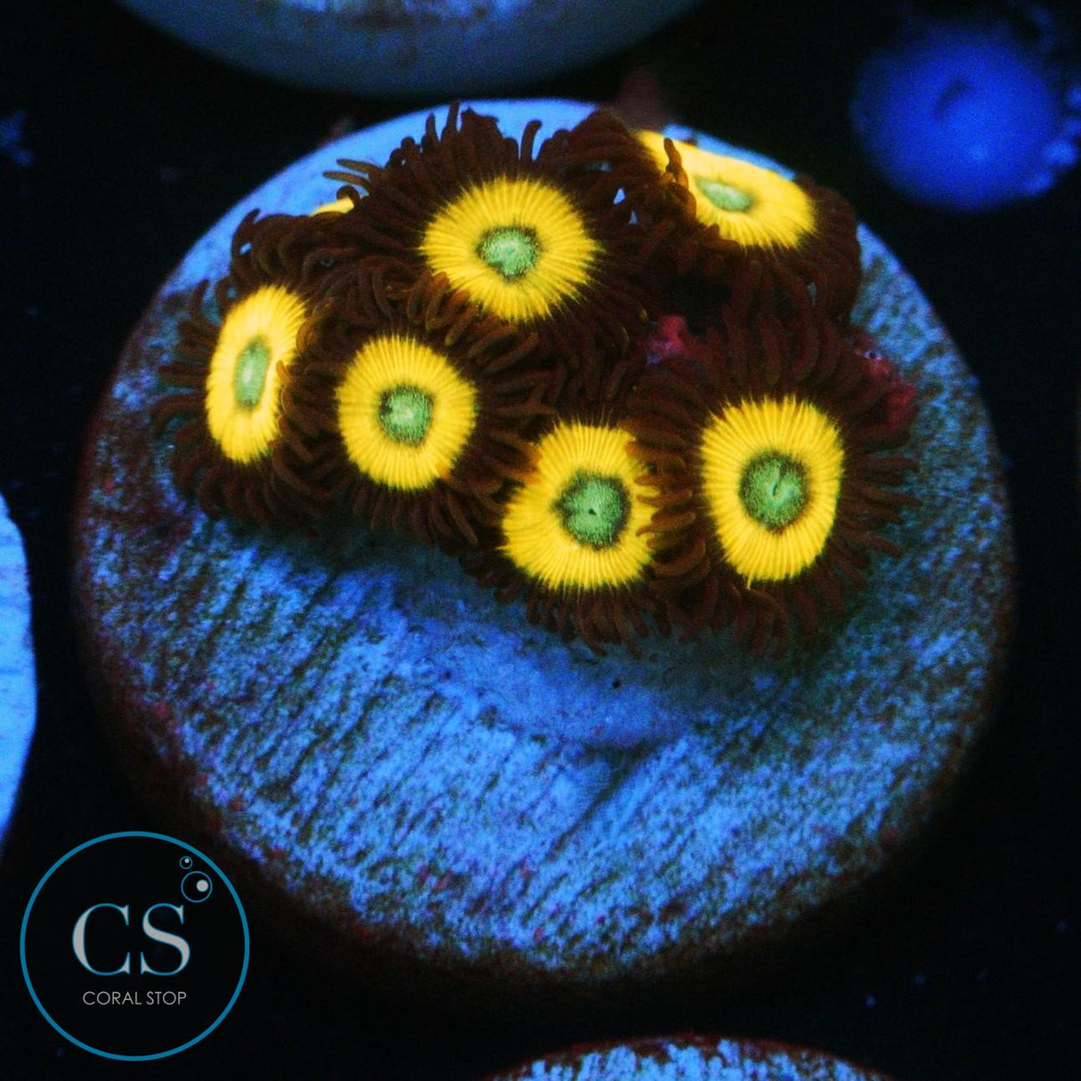 BELLADONNA ZOA