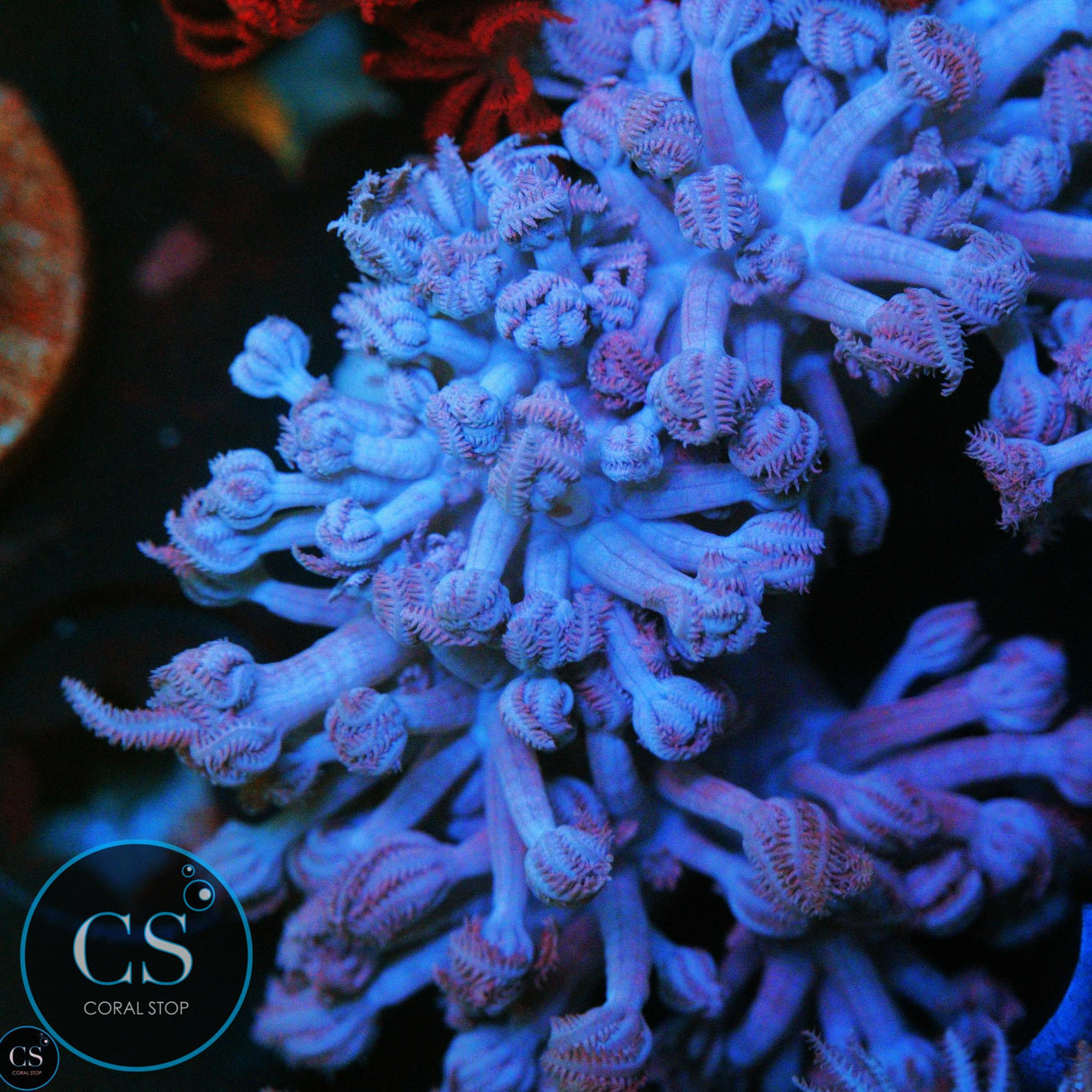 PURPLE PULSING XENIA