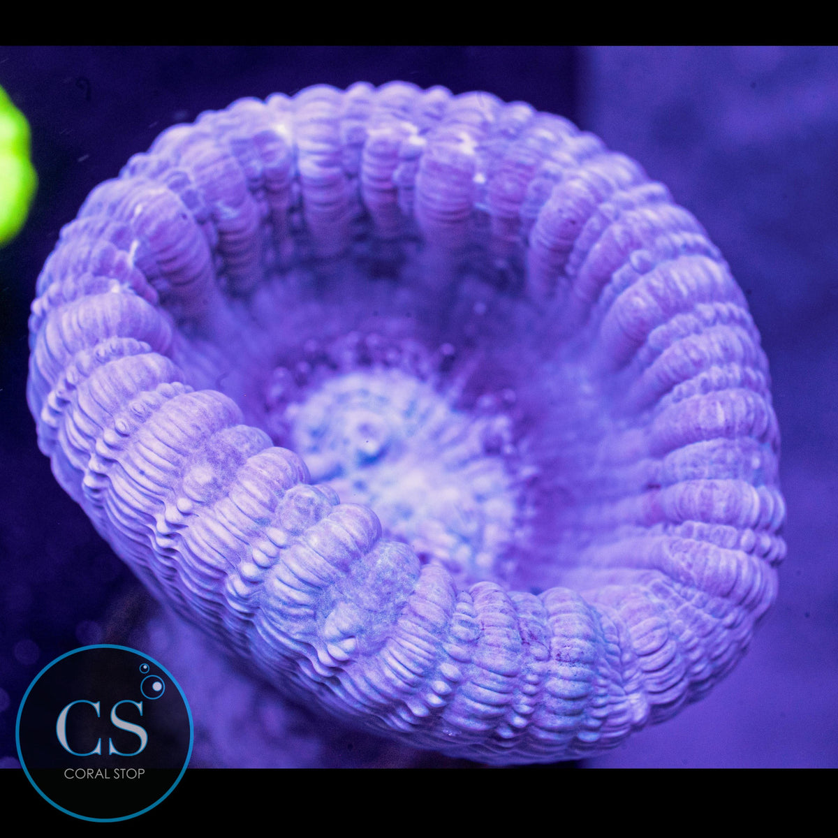 Reef Builders Giant Purple Candy Cane