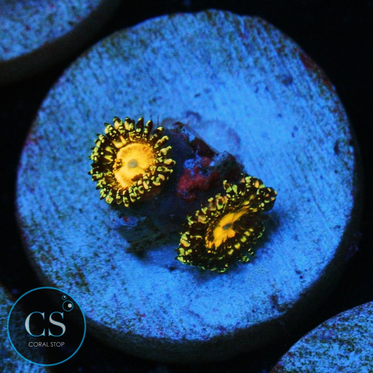 GRIM REAPER ZOA