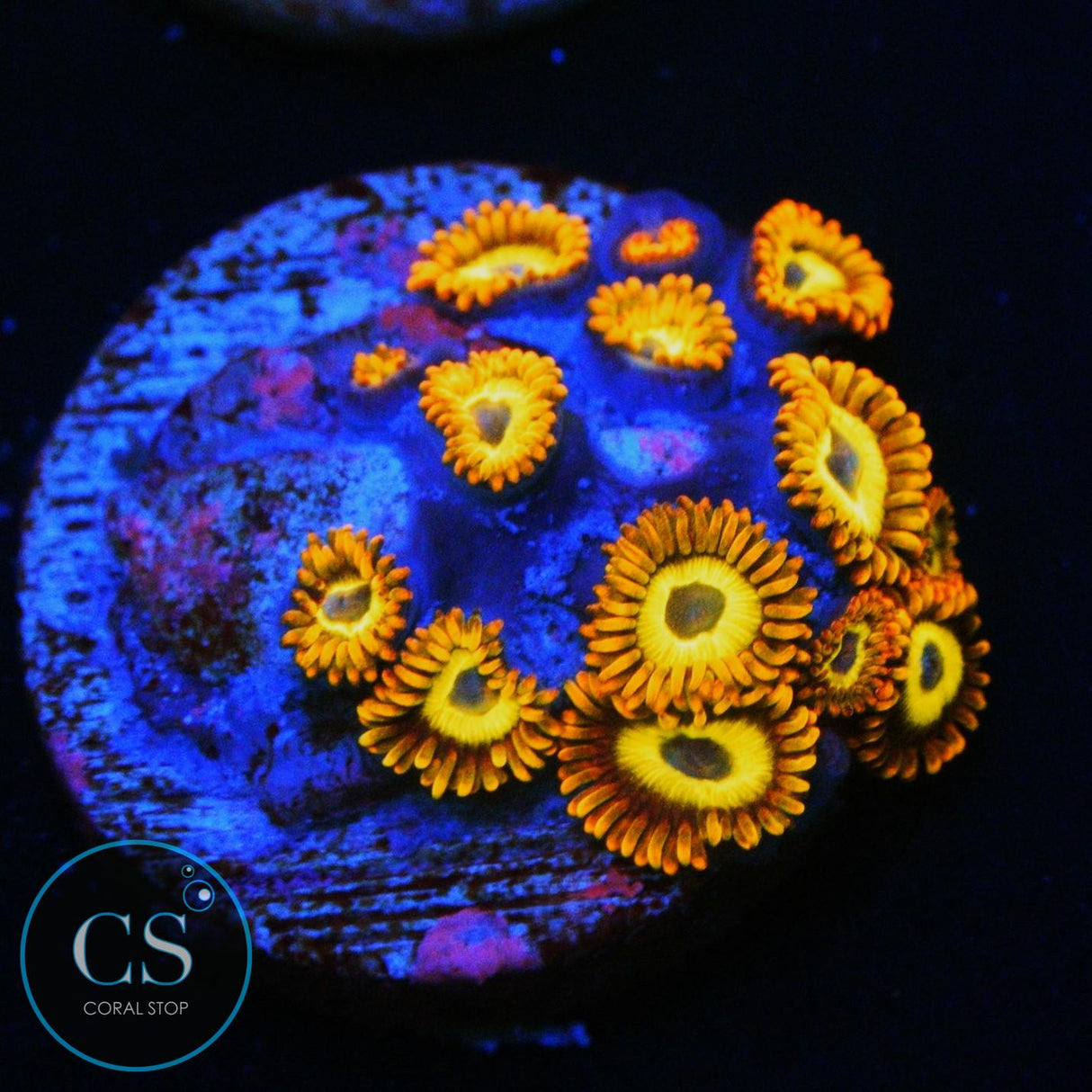 FRUIT LOOPS ZOA