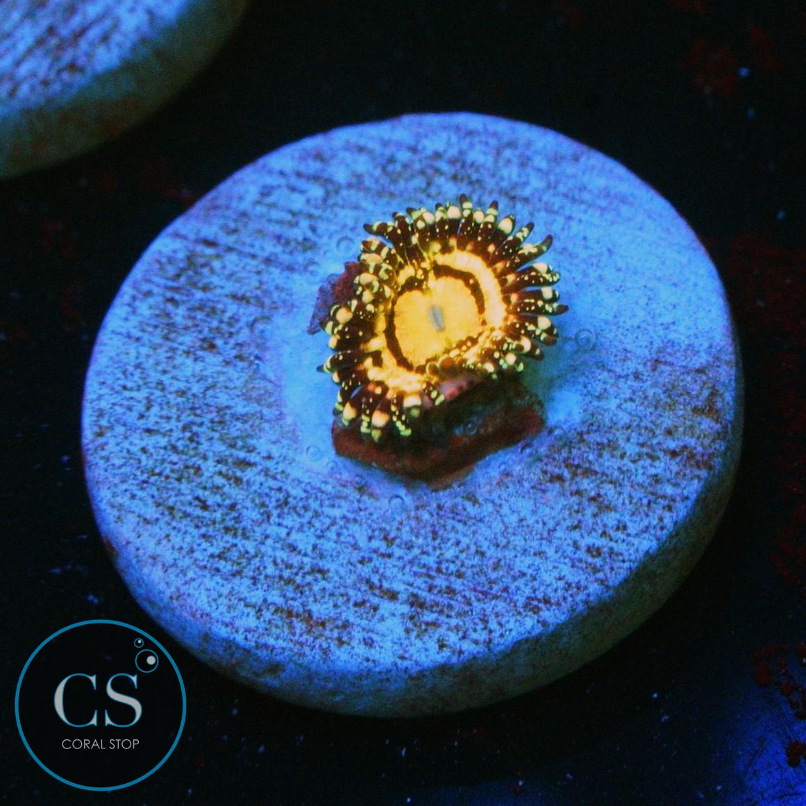 GRIM REAPER ZOA