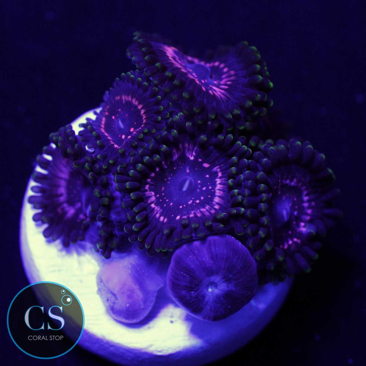 WWC TASERS ZOA