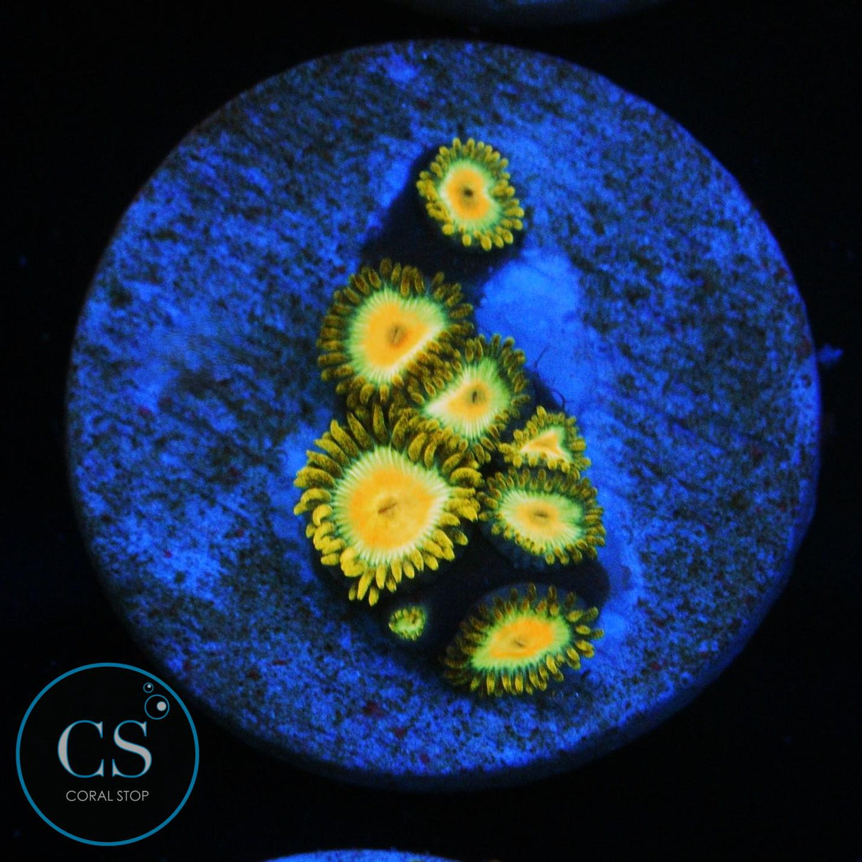 RASTA ZOA