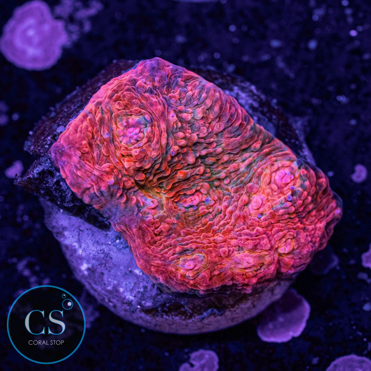 Pink Kryptonite Chalice
