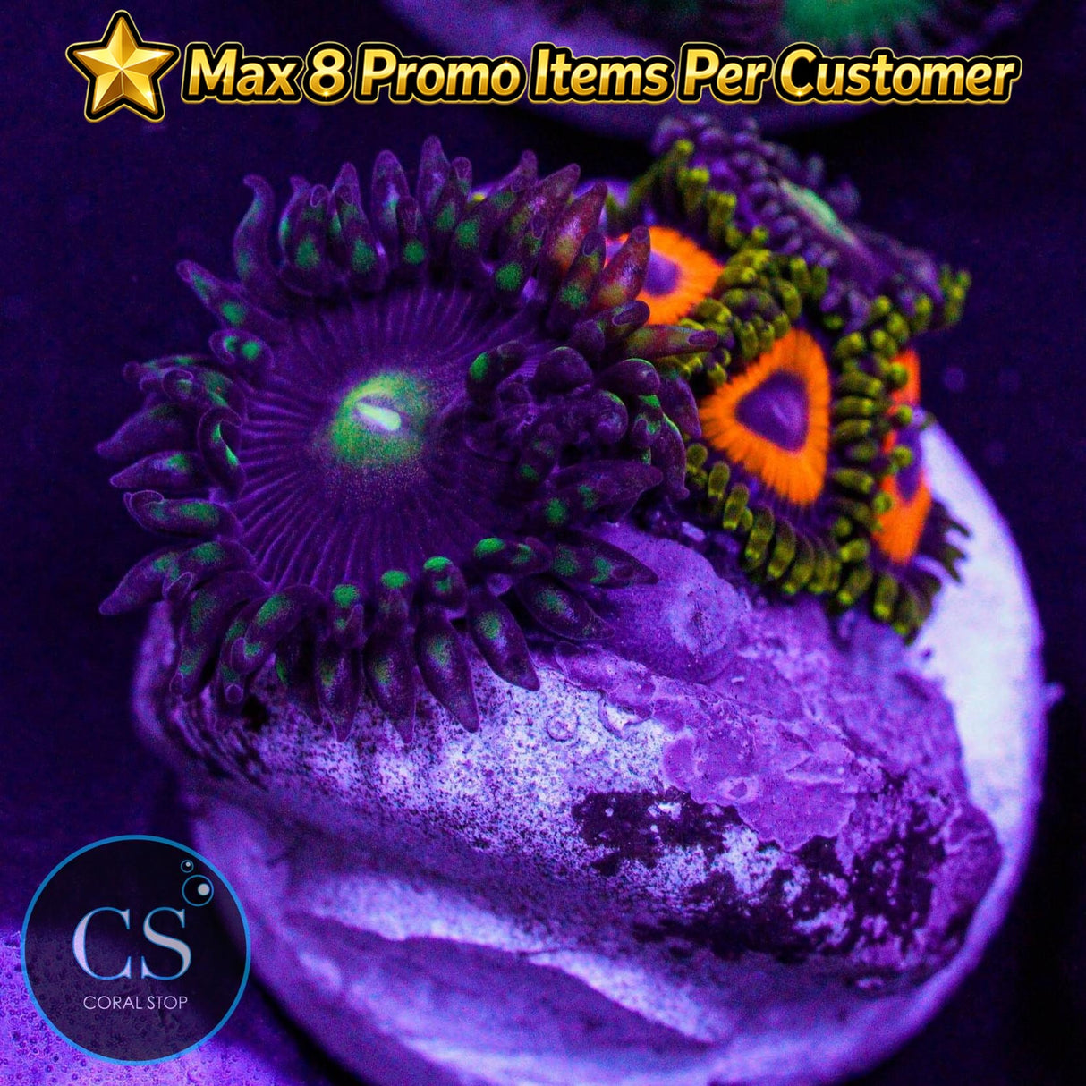 Combo Zoa