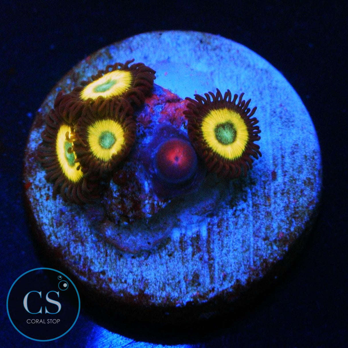 BELLADONNA ZOA