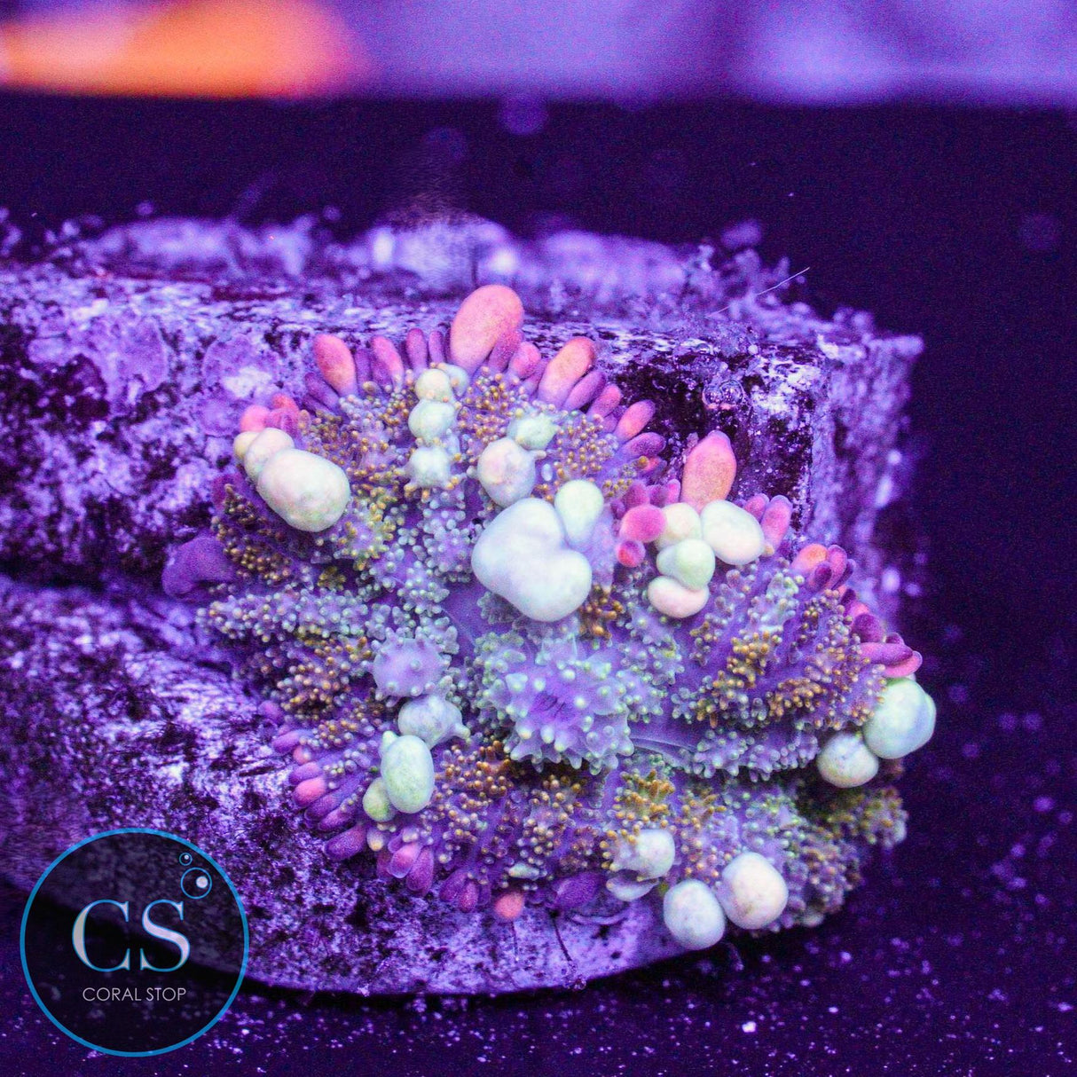 OT7 Rainbow Bounce Mushroom