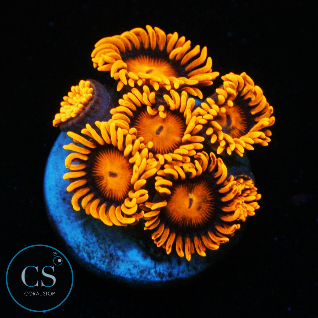 ORANGE BAM BAM ZOA