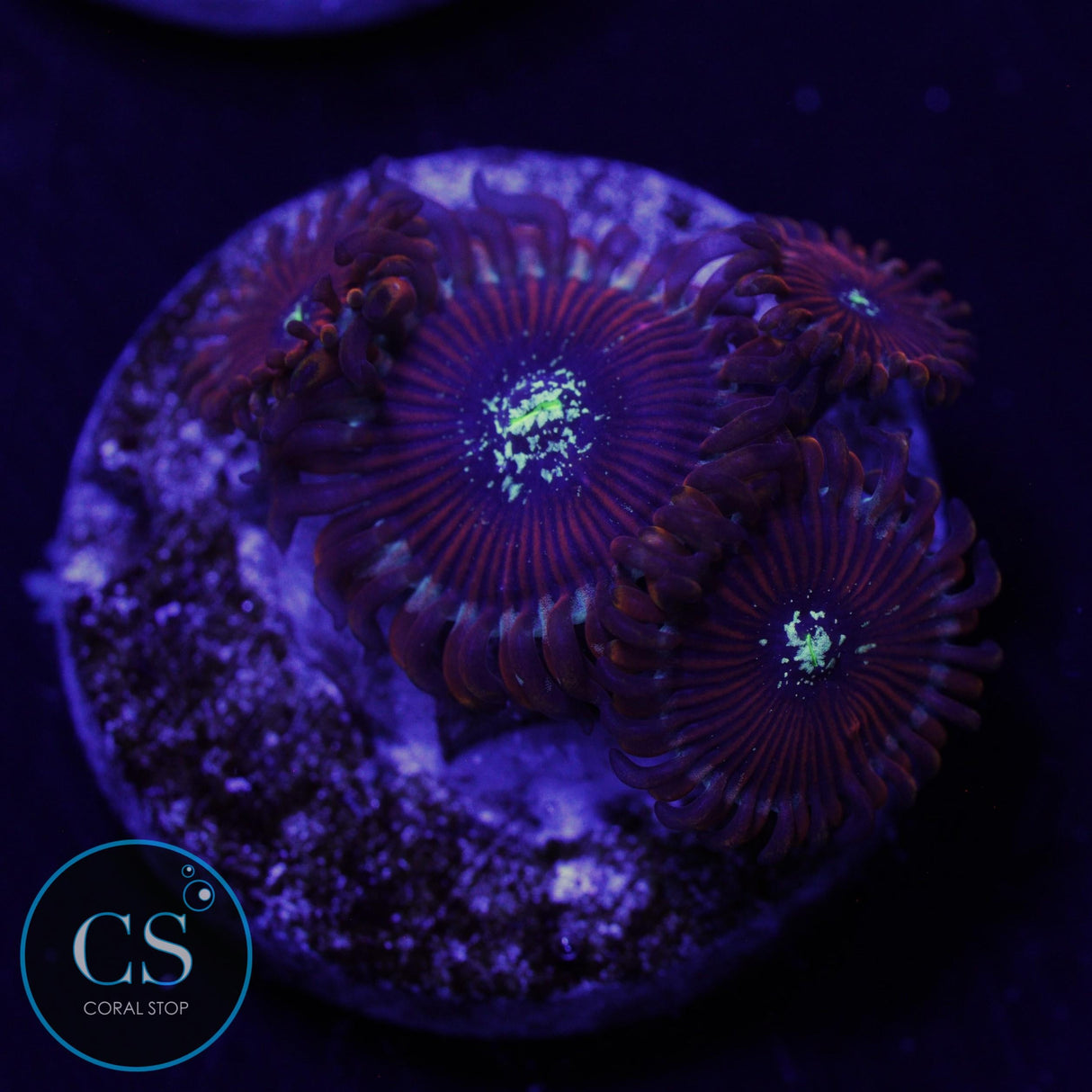 ULTRA MAGICIANS ZOA
