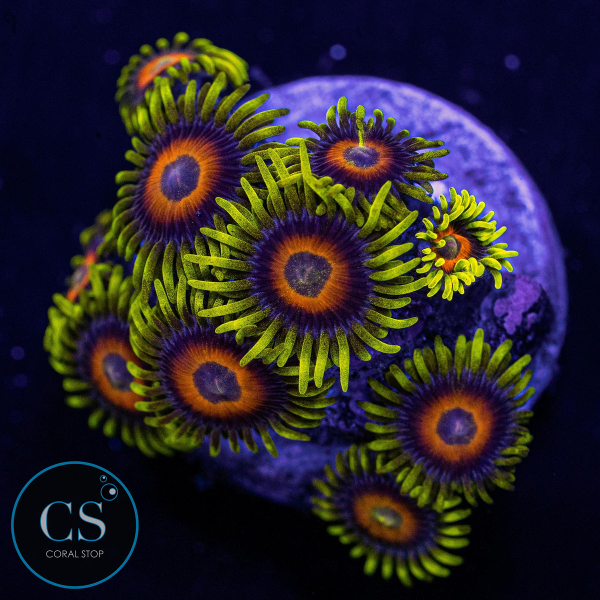 Lazy's Lashes Zoa