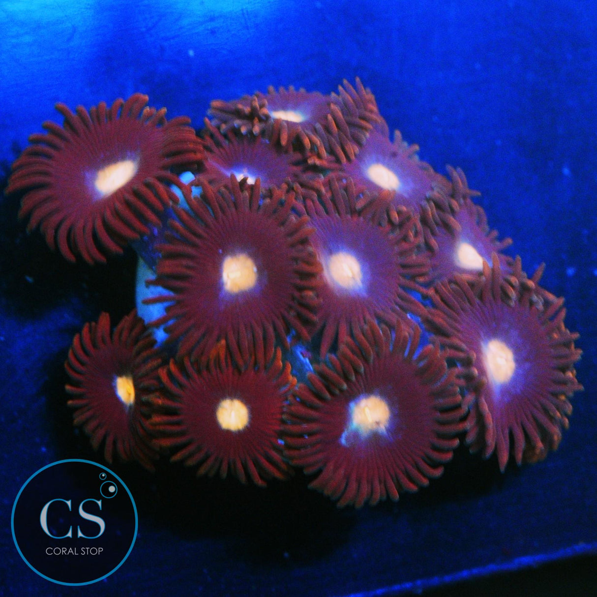 JPS MYSTIQUE ZOA