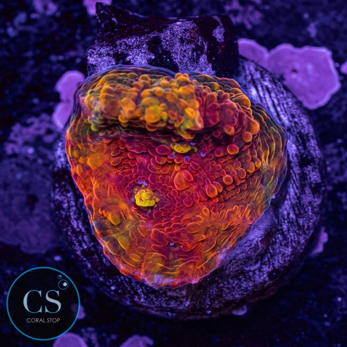 CS Flaming Ferrari Chalice