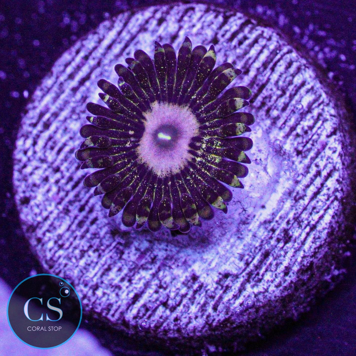 Queen Krakatoa Zoa