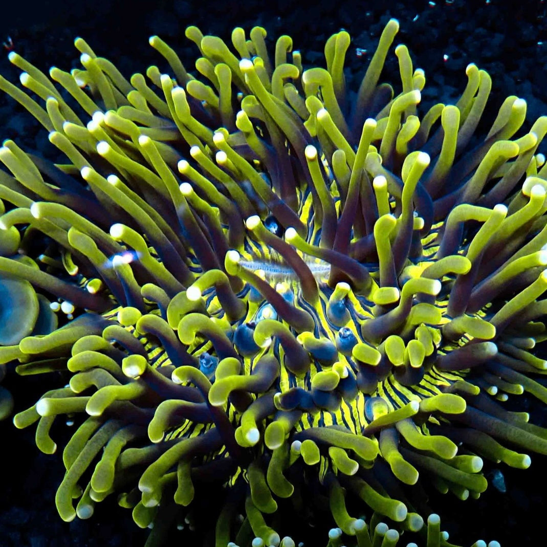 4"+ TOXIC HELIOFUNGIA PLATE