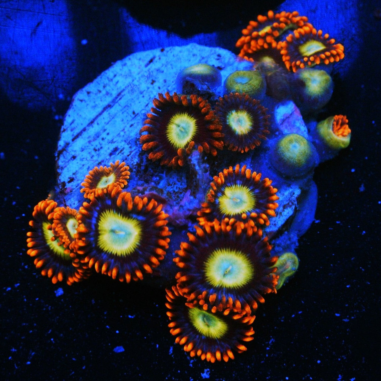 OG CIRCUS ZOA