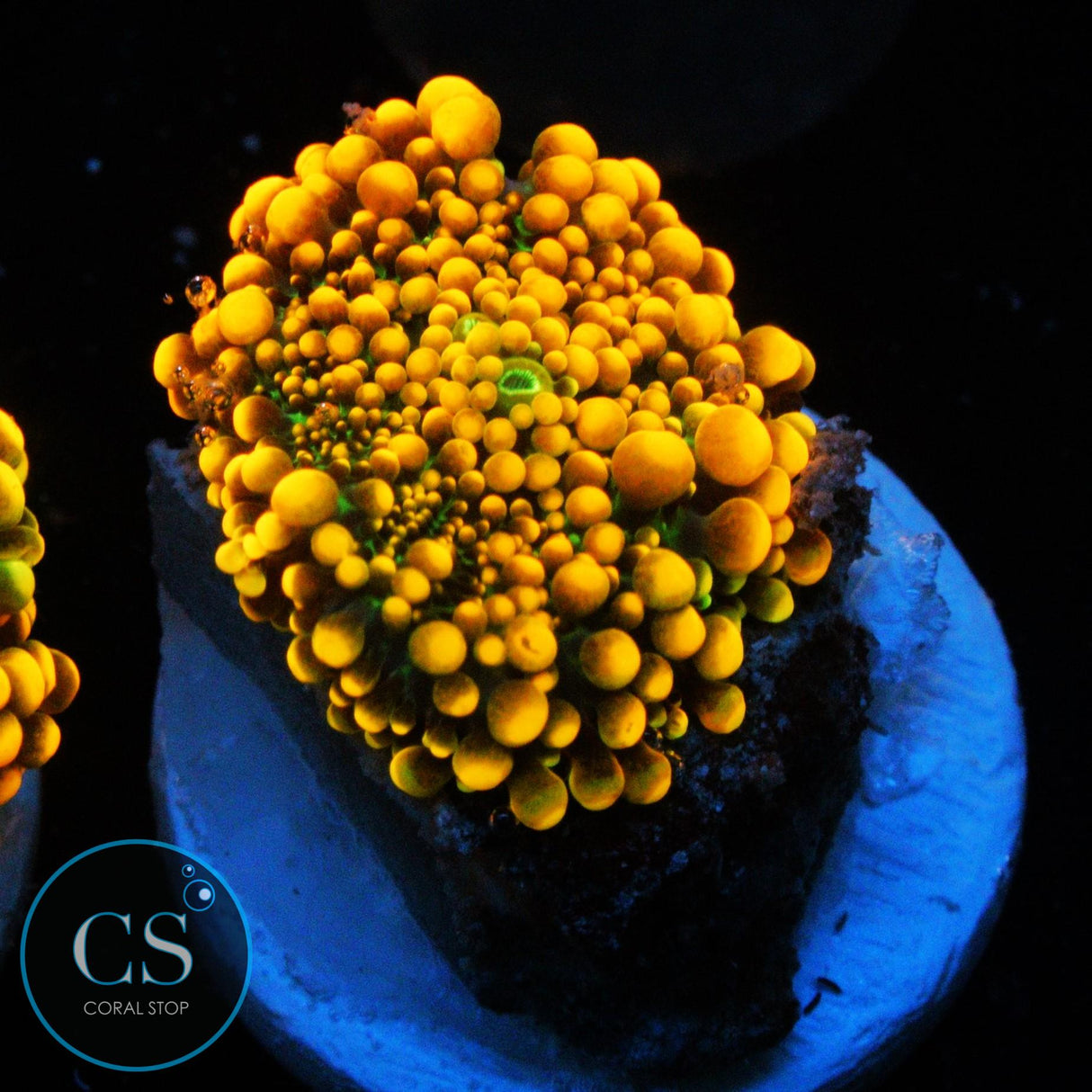 KING KONG YUMA MUSHROOM