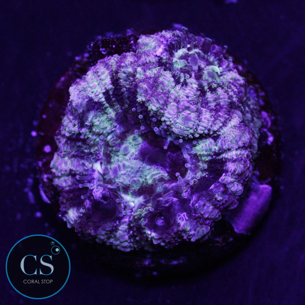 Thunder Chaos Asian Acan