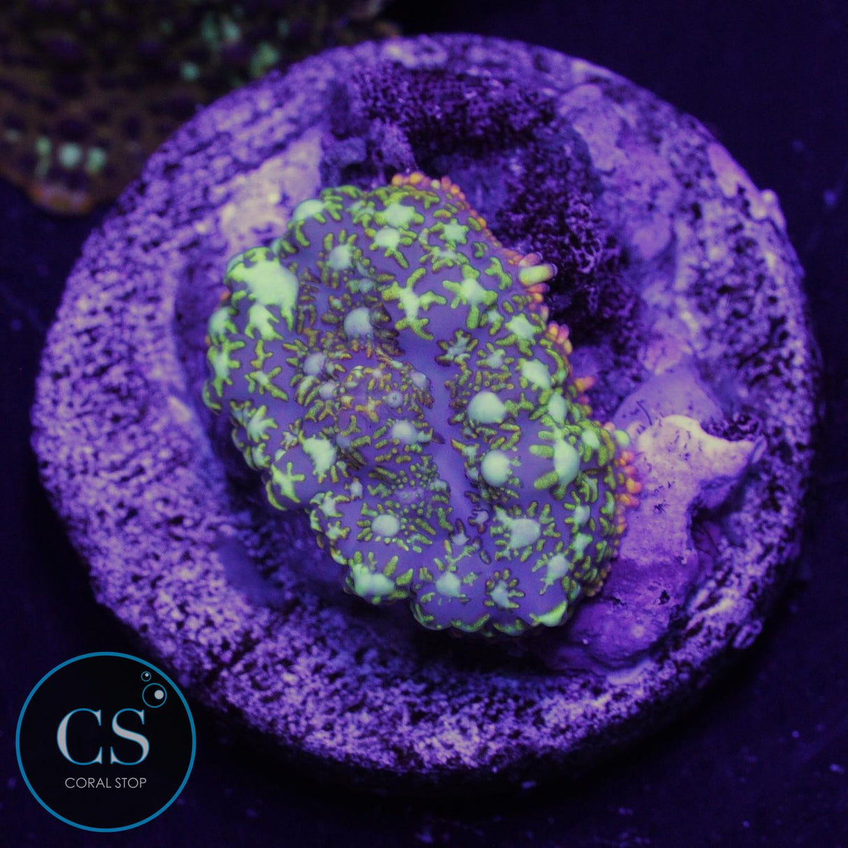 General Tso Mushroom