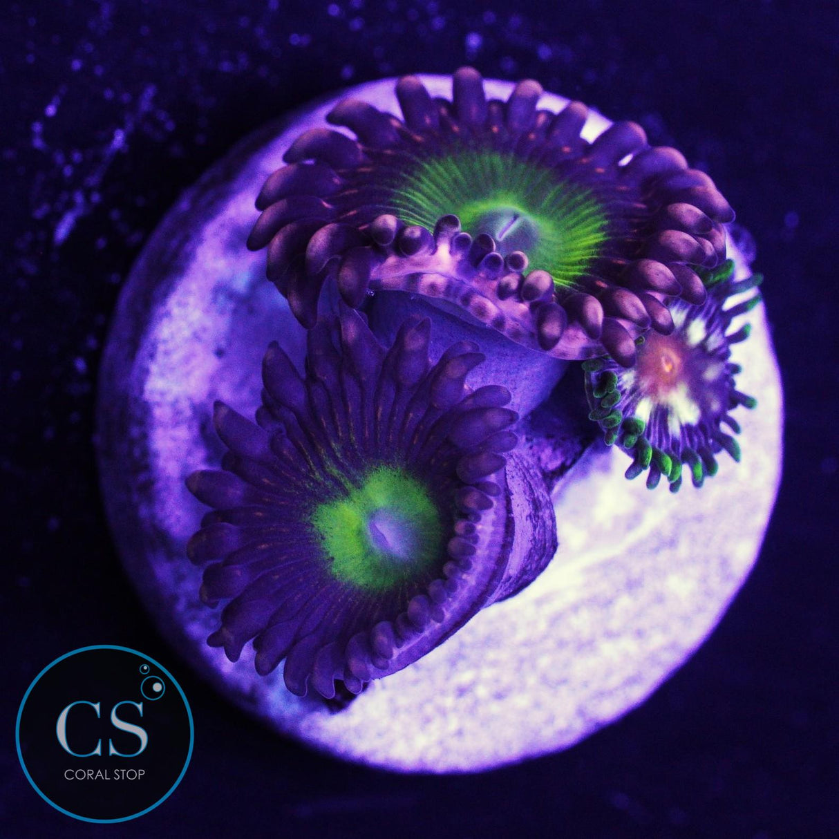 CB Omega Zoa