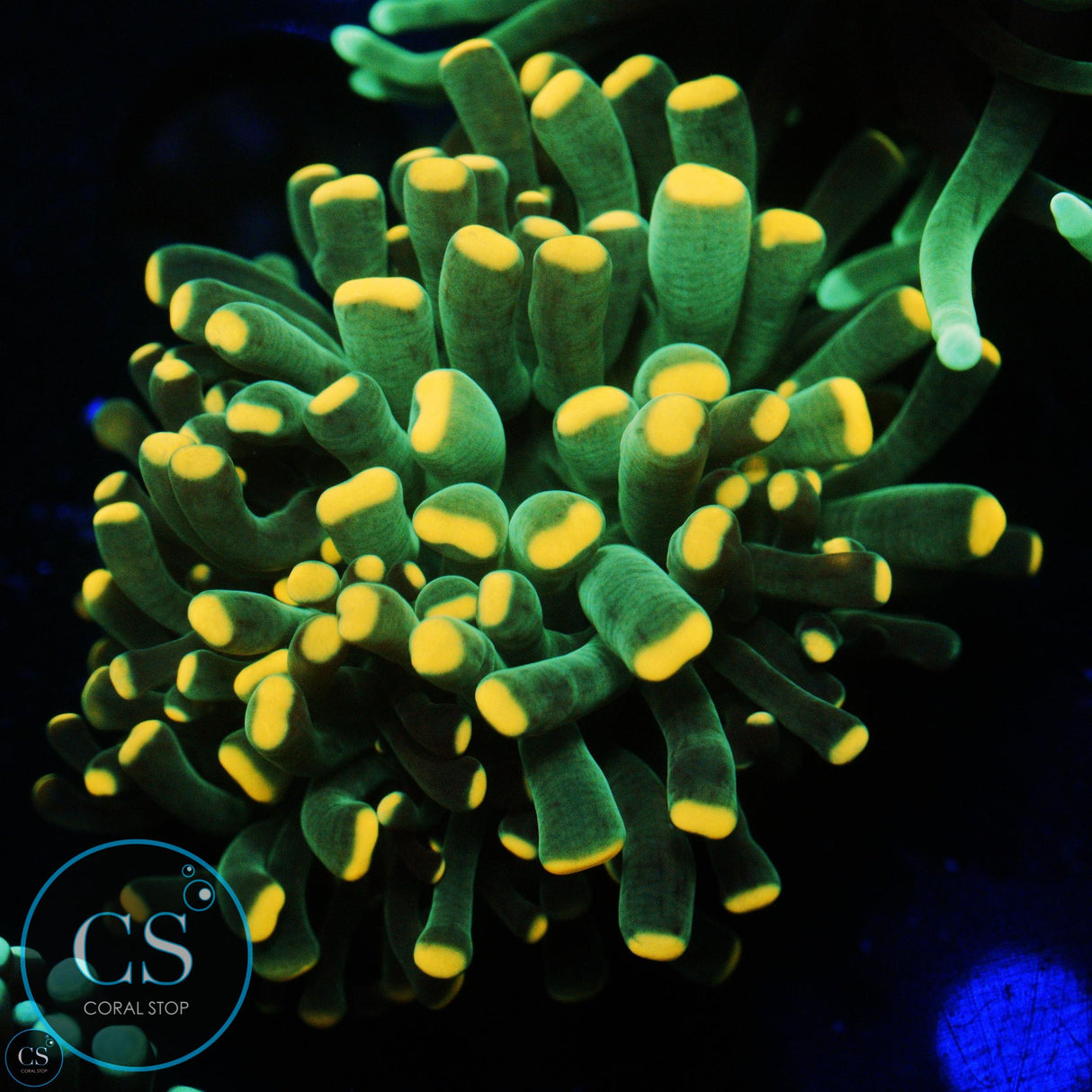 FIREFLY CRISTATA TORCH
