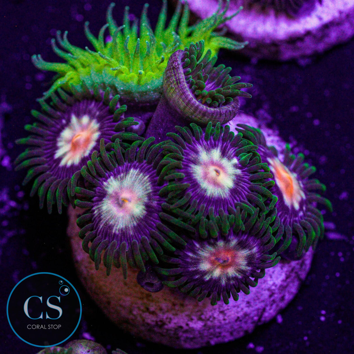 JF Stargazer Zoa