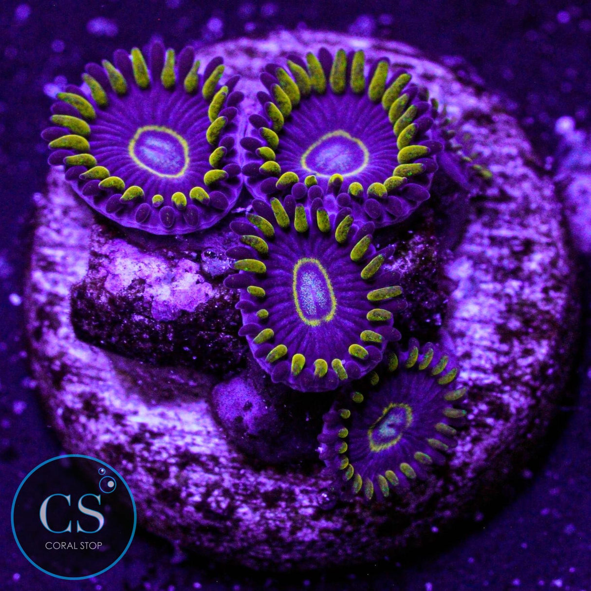 Blue Hornet Zoa