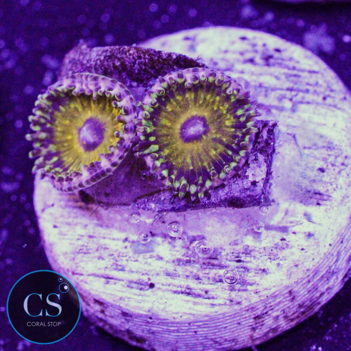 NYRA Godbeast Zoa