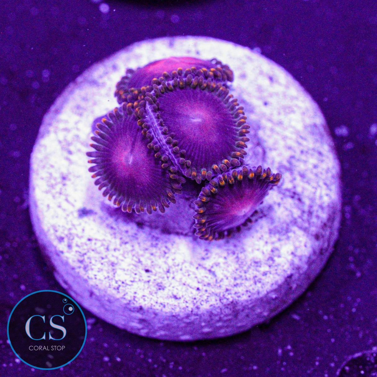 KH Sunburst Zoa