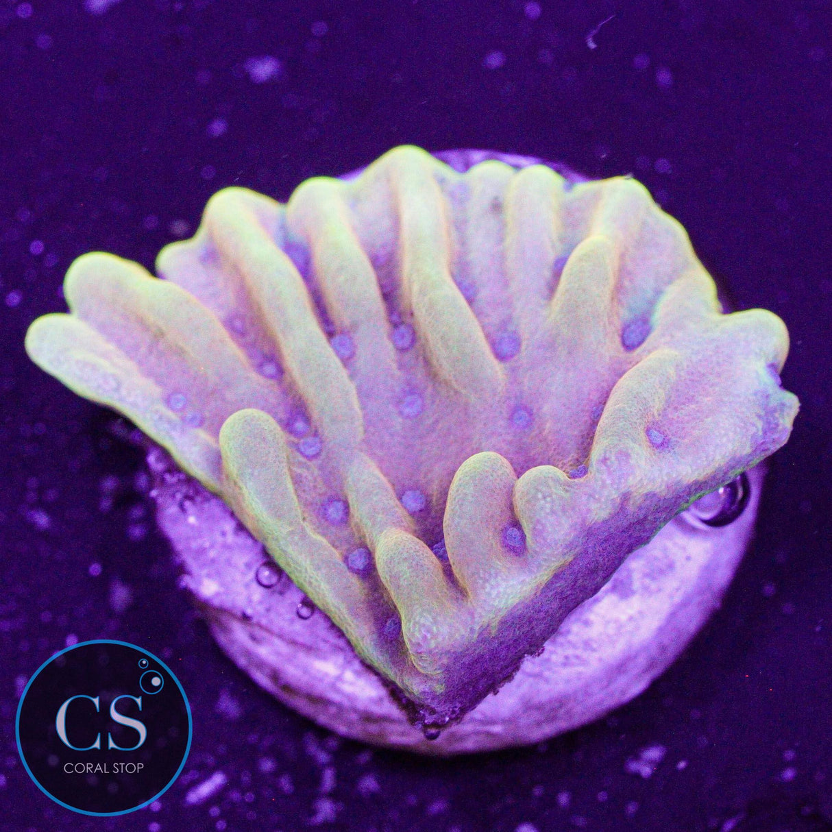 RR Crazy T Montipora