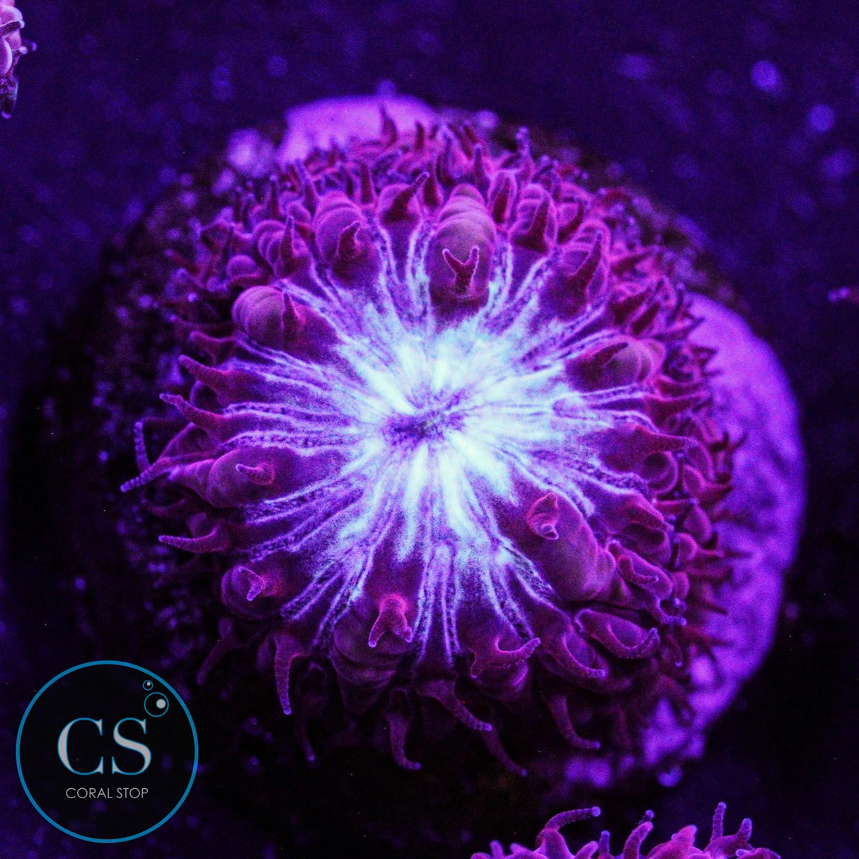 CS Midnight Ice Blastomussa Merletti
