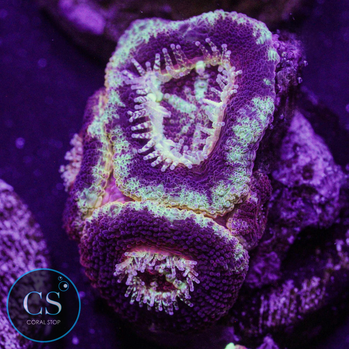 CS Firestar Asian Acan
