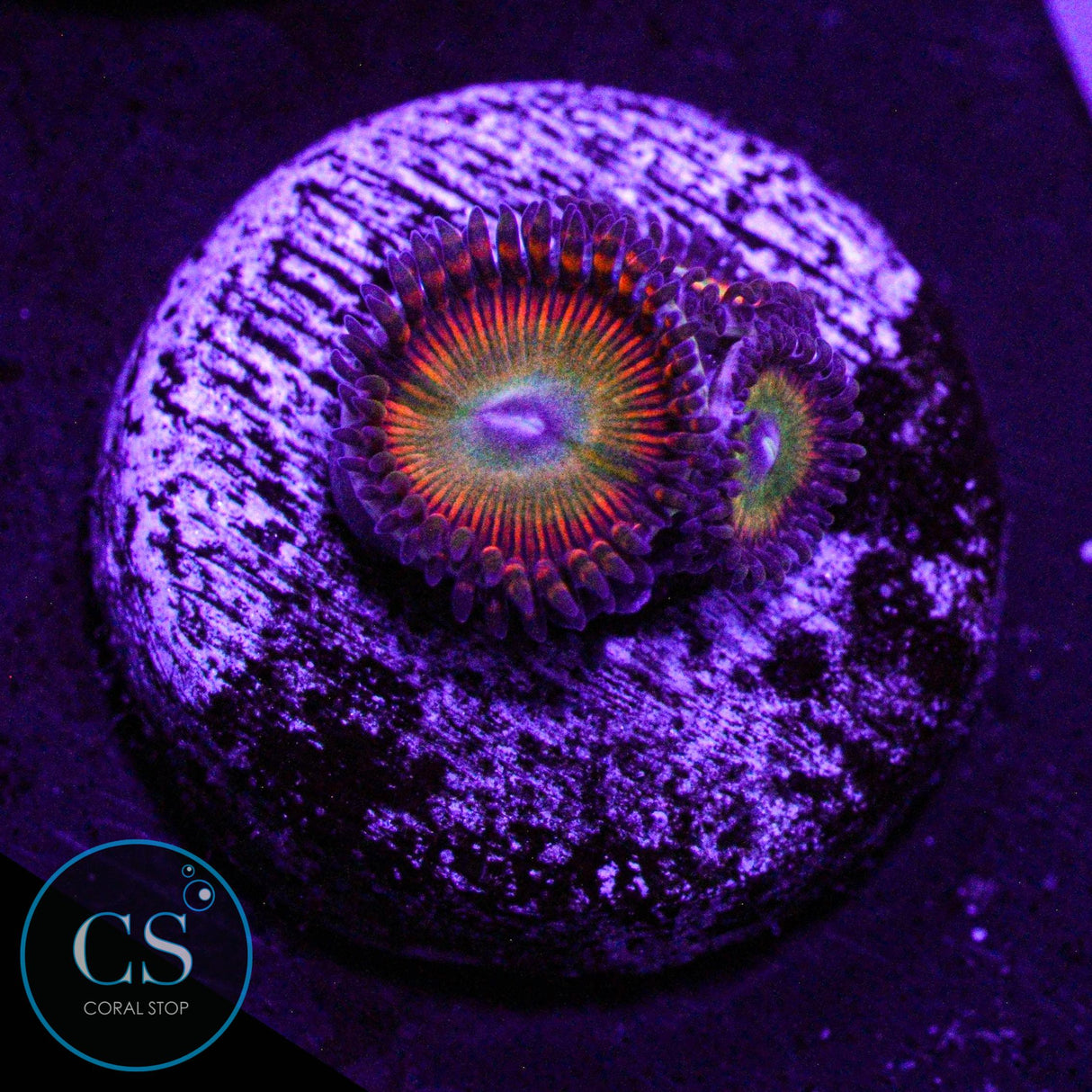 Candy Apple Orange Zoa