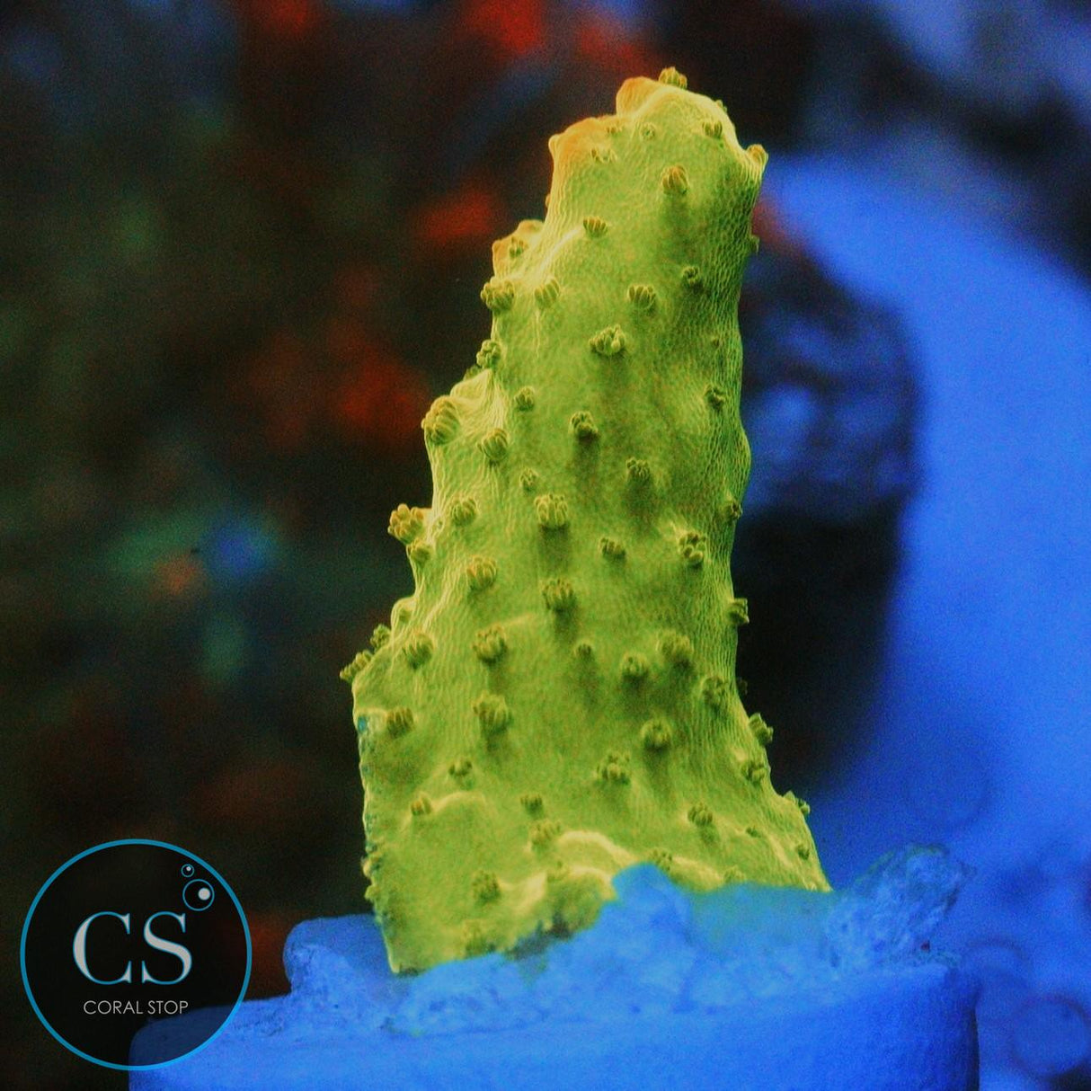 TGC CREAMSICLE ACRO