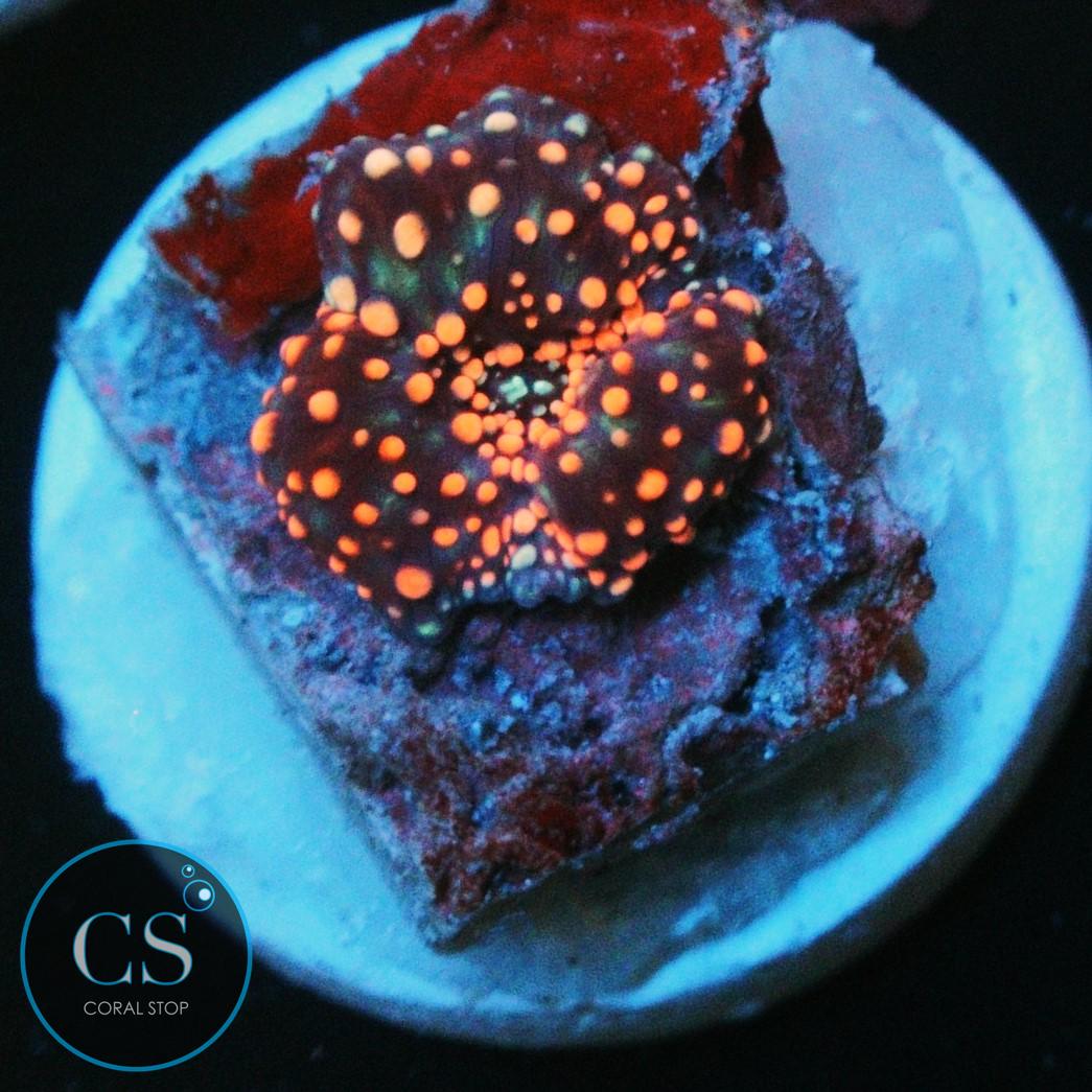 INTERSTELLAR MUSHROOM