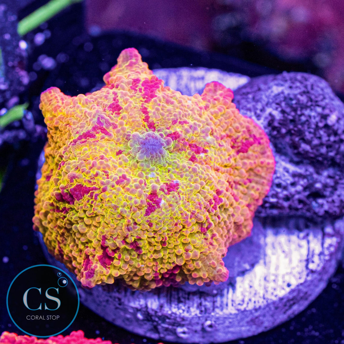 Morning Star Jawbreaker Mushroom