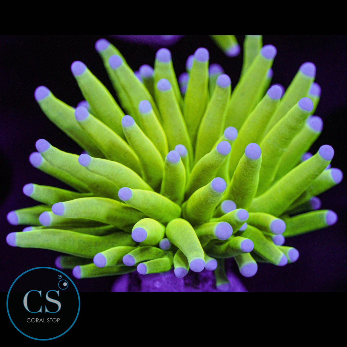 Blue Tip Holy Grail Torch